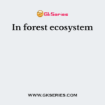 In forest ecosystem