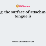 In frog, the surface of attachment of tongue is