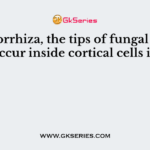 In mycorrhiza, the tips of fungal hyphae occur inside cortical cells in