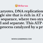 In prokaryotes, DNA replication begins at a single site that is rich in AT nucleotide sequence