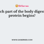 In which part of the body digestion of protein begins?