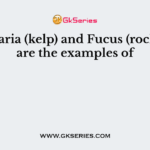 Laminaria (kelp) and Fucus (rockweed) are the examples of