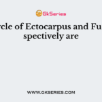 Life cycle of Ectocarpus and Fucus respectively are