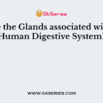 Name the Glands associated with the Human Digestive System?