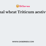 Normal wheat Triticum aestivum is
