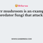 Oyster mushroom is an example of predator fungi that attacks