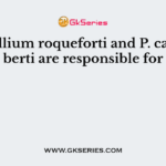 Penicillium roqueforti and P. camemberti are responsible for