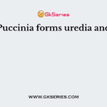 Puccinia forms uredia and