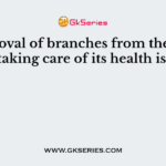Removal of branches from the tree while taking care of its health is called