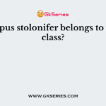 Rhizopus stolonifer belongs to which class?