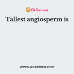 Tallest angiosperm is