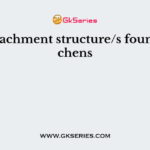 The attachment structure/s found in lichens