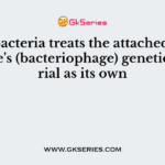 The bacteria treats the attached viral particle’s (bacteriophage) genetic material as its own