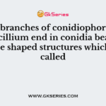 The branches of conidiophores of Penicillium end in conidia bearing bottle shaped structures which are called