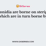 The conidia are borne on sterigmata which are in turn borne by