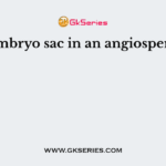 The embryo sac in an angiosperm is a
