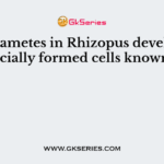 The gametes in Rhizopus develop in specially formed cells known as