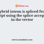 The hybrid intron is spliced from the transcript using the splice acceptor site in the vector