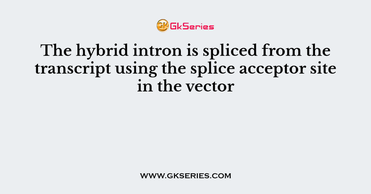 The hybrid intron is spliced from the transcript using the splice acceptor site in the vector