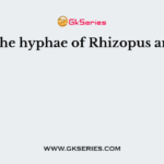 The hyphae of Rhizopus are