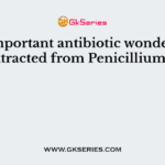 The important antibiotic wonder drug extracted from Penicillium is
