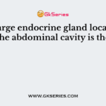The large endocrine gland located in the abdominal cavity is the