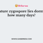 The mature zygospore lies dormant for how many days?