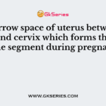 The narrow space of uterus between the cavity and cervix which forms the lower uterine segment during pregnancy is