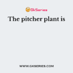 The pitcher plant is