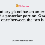 The pituitary gland has an anterior portion and a posterior portion. One difference between the two is