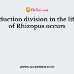 The reduction division in the life cycle of Rhizopus occurs