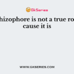 The rhizophore is not a true root because it is