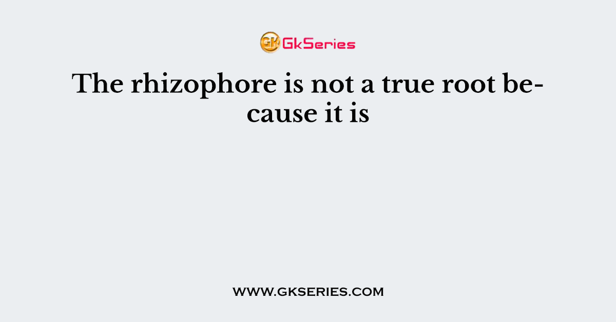 The rhizophore is not a true root because it is