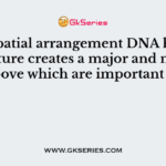 The spatial arrangement DNA helical structure creates a major and minor groove which are important for