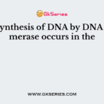 The synthesis of DNA by DNA polymerase occurs in the