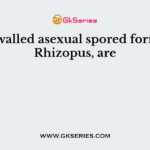 Thick walled asexual spored formed by Rhizopus, are