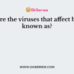 What are the viruses that affect bacteria known as?
