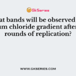 What bands will be observed in a cesium chloride gradient after two rounds of replication?