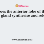 What does the anterior lobe of the pituitary gland synthesise and release?