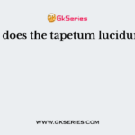 What does the tapetum lucidum do?