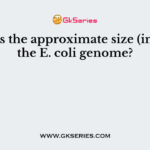 What is the approximate size (in kb) of the E. coli genome?