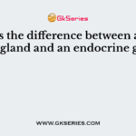 What is the difference between an exocrine gland and an endocrine gland?