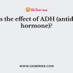 What is the effect of ADH (antidiuretic hormone)?
