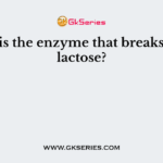 What is the enzyme that breaks down lactose?