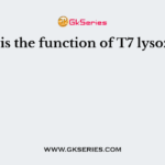 What is the function of T7 lysozyme?
