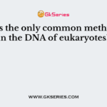 What is the only common methylation in the DNA of eukaryotes?