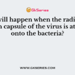 What will happen when the radioactive protein capsule of the virus is attached onto the bacteria?