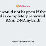 What would not happen if the RNA strand is completely removed from RNA: DNA hybrid?