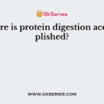 Where is protein digestion accomplished?
