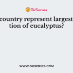 Which country represent largest plantation of eucalyptus?